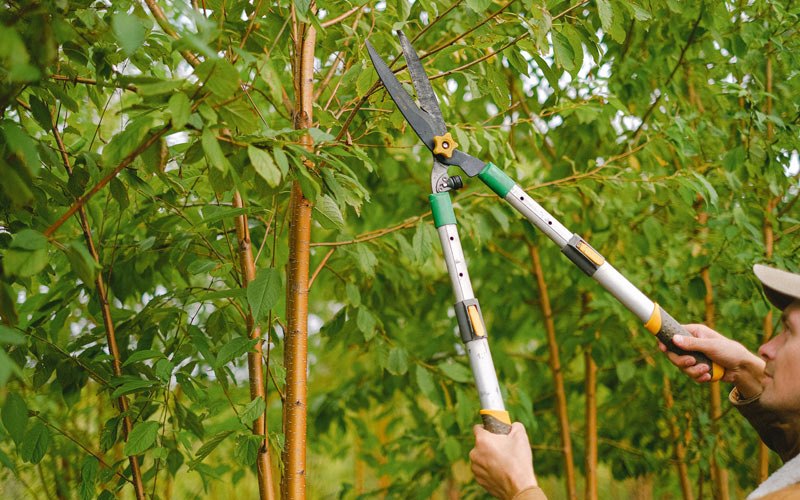 Tree trimming in Crab Orchard, WV
