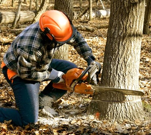 Tree Removal in Crab Orchard, WV